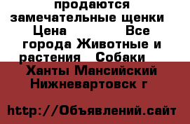 продаются замечательные щенки › Цена ­ 10 000 - Все города Животные и растения » Собаки   . Ханты-Мансийский,Нижневартовск г.